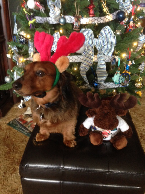 UTE Moose with a friend that had antlers too
