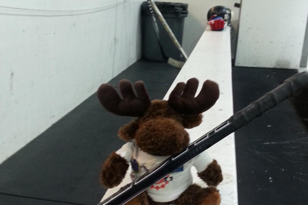L'orignal avait une place aux premières loges et a même décidé de participer. 